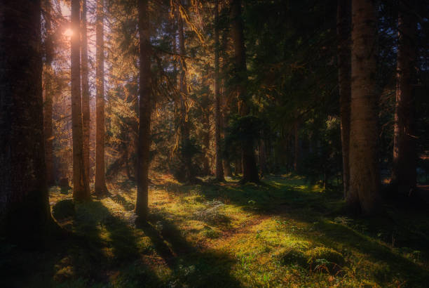 istock Beautiful forest in summer with bright sun shining through the trees 1203508961