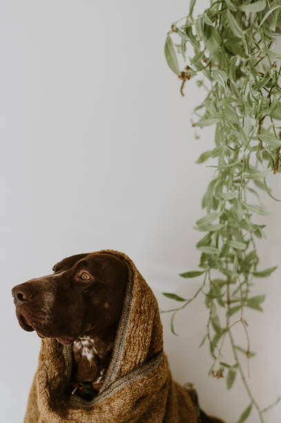 istock Dog wrapped in blanket 1203510239