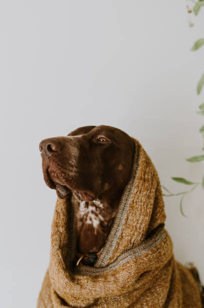 istock Dog wrapped in blanket 1203510256