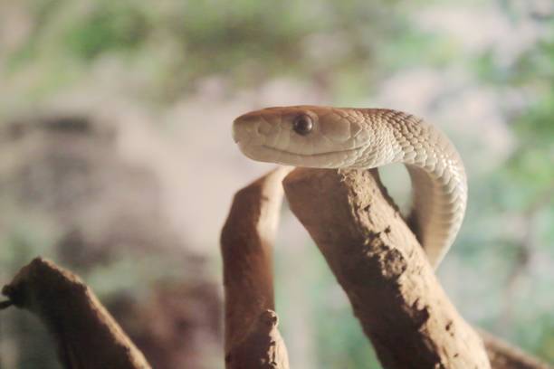 istock Close-up of Black Mamba snake 1203511157