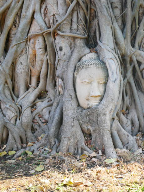 istock Ayutthaya Wat Mahata 1203511674