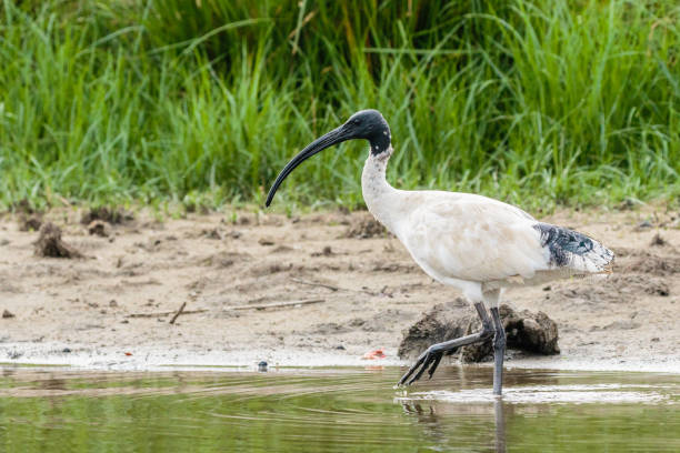 istock Australian White Ibis looking for food 1203512449