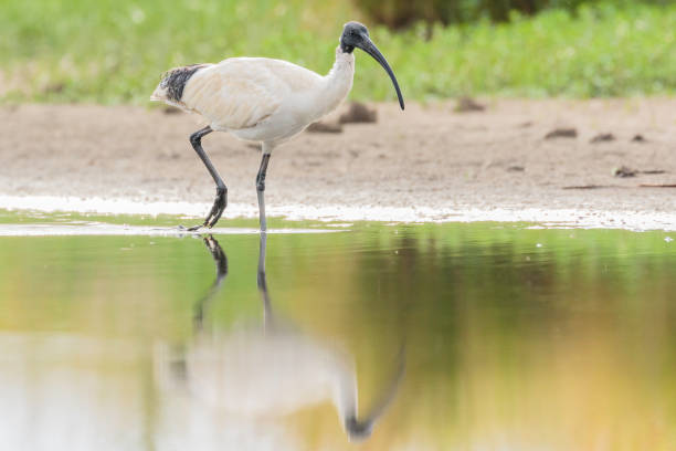 istock Australian White Ibis looking for food 1203512456