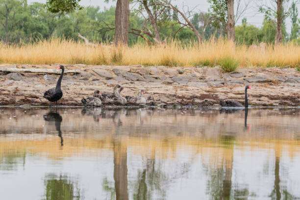 istock Black Swans and cygnets 1203514219