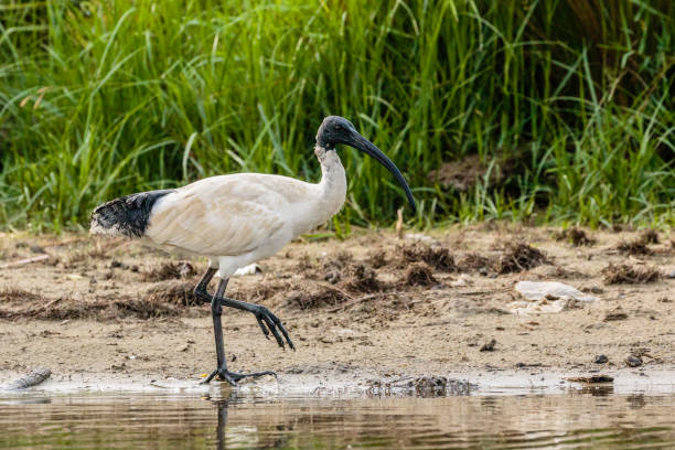 Australian White Ibis looking for food