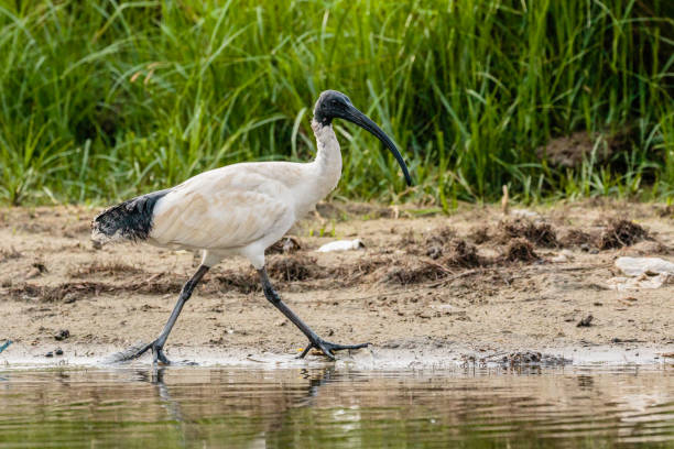 istock Australian White Ibis looking for food 1203515003