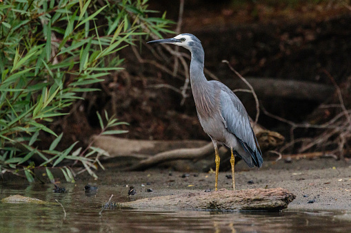 White-faced Heron looking for food beside Lake Burley Griffin, ACT, Australia on a summer morning in January 2020