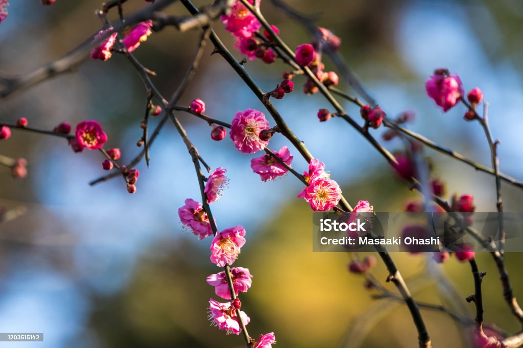 Early blooming plum blossoms Taito-city, Tokyo Japan Backgrounds Stock Photo