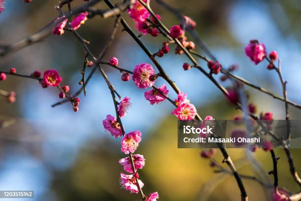 Early Blooming Plum Blossoms Taitocity Tokyo Japan Stock Photo - Download Image Now