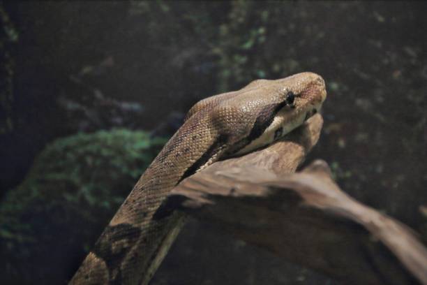 istock Close-up of Boa constrictor snake 1203515404