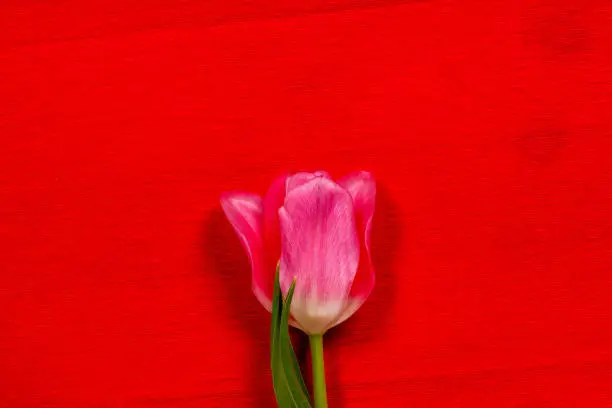 single pink tulip on red craft paper background