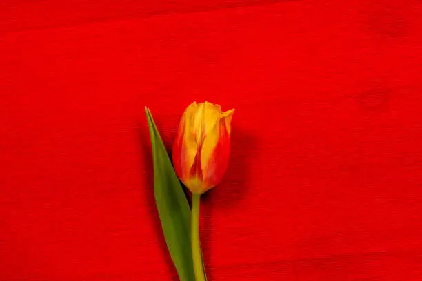 single yellow tulip on red craft paper background