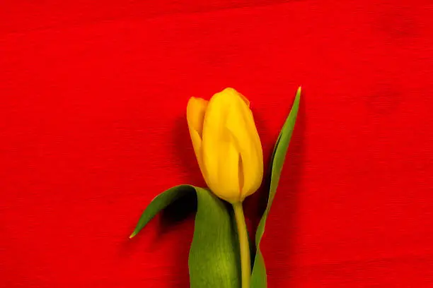 single yellow tulip on red craft paper background