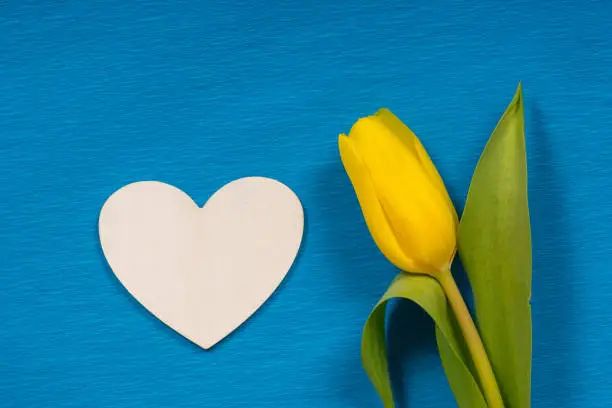 single yellow tulip with white wooden heart shape on blue craft paper background