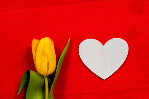 single yellow tulip with white wooden heart shape on red craft paper background