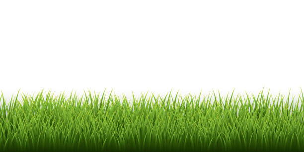 흰색 배경에 녹색 잔디 테두리설정. 벡터 일러스트레이션 - barley grass field green stock illustrations