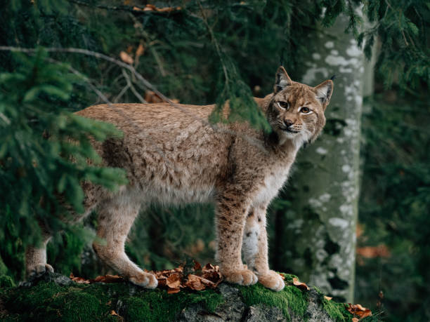 lynx på bayerischer wald national park - lodjur bildbanksfoton och bilder