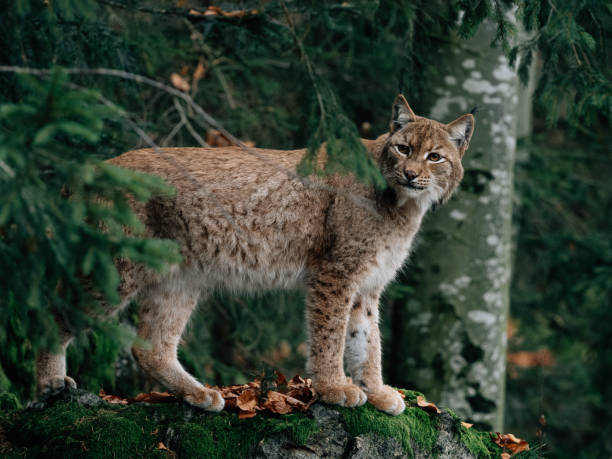 lynx bayerischer wald milli parkı'nda - wald stok fotoğraflar ve resimler