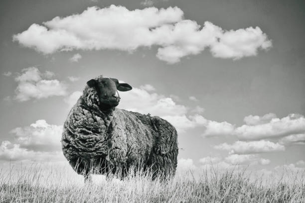 istock Black and white image, one brown sheep in the grass, photographed from below 1203517495