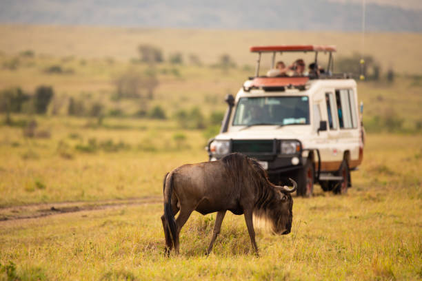 Gnu antelope grazing in Masai Mara Kenya with a safari car with tourists taking pictures in the background stock photo