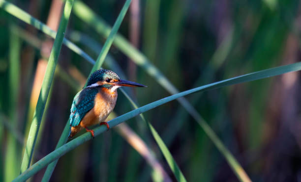 istock Common Kingfisher fishing in shadows 1203517968