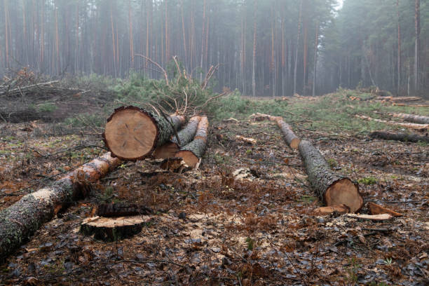 istock Cut the tree and wooden trunks from the forest. 1203518745