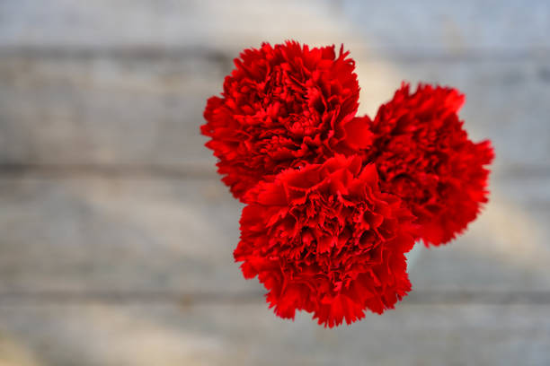 The Top of Red Carnation. stock photo