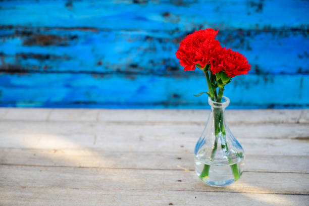 Red carnation. stock photo