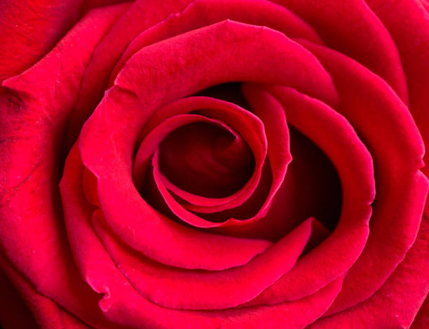 Head of red rose in closeup. stock photo