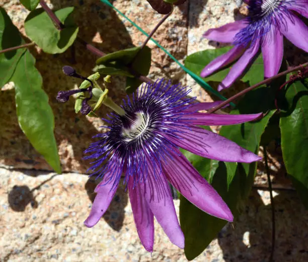Passionflower Violacea
