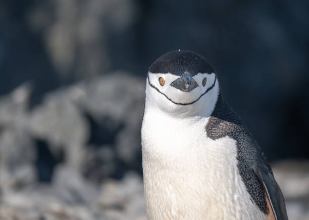 zbliżenie pingwina chinstrap w bazie esperanza, stałej argentyńskiej stacji badawczej na półwyspie antarktycznym - esperanza base zdjęcia i obrazy z banku zdjęć