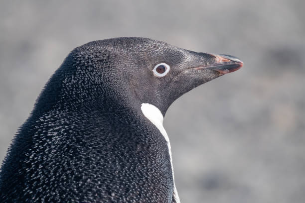 zbliżenie pingwina gentoo w bazie esperanza, stałej argentyńskiej stacji badawczej na półwyspie antarktycznym - esperanza base zdjęcia i obrazy z banku zdjęć