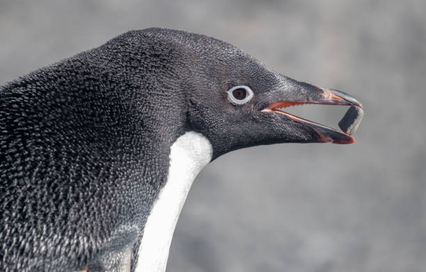 para pingwinów gentoo oddziałuje w bazie esperanza na półwyspie antarktycznym - esperanza base zdjęcia i obrazy z banku zdjęć