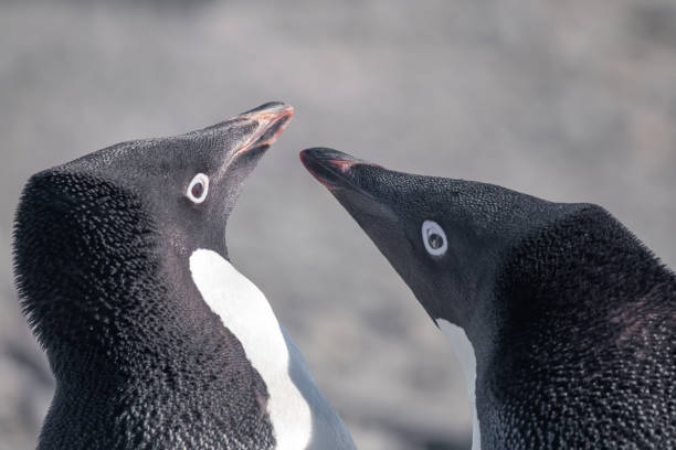 istock An Adelie penguin couple interact  in Esperanza base on the Antarctic Peninsula 1203519903