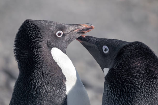 istock An Adelie penguin couple interact  in Esperanza base on the Antarctic Peninsula 1203519907