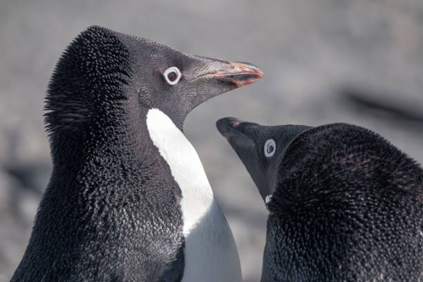 para pingwinów adelie oddziałuje w bazie esperanza na półwyspie antarktycznym - esperanza base zdjęcia i obrazy z banku zdjęć