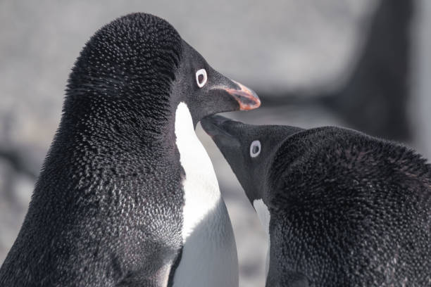 para pingwinów adelie oddziałuje w bazie esperanza na półwyspie antarktycznym - esperanza base zdjęcia i obrazy z banku zdjęć