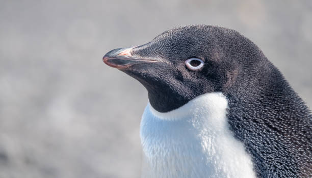 zbliżenie pingwina gentoo w bazie esperanza, stałej argentyńskiej stacji badawczej na półwyspie antarktycznym - esperanza base zdjęcia i obrazy z banku zdjęć