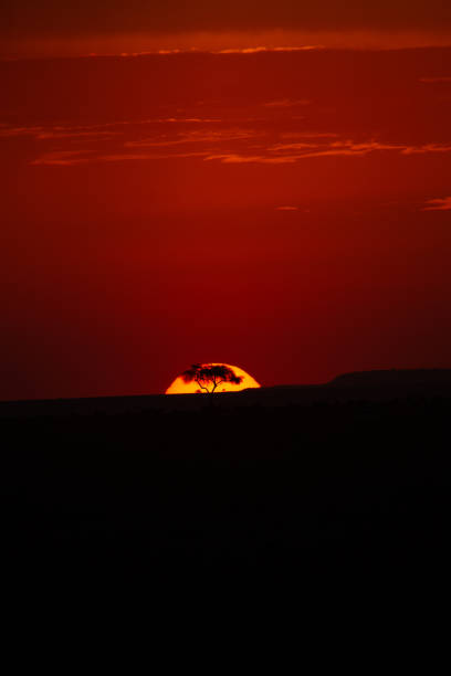 Silhouetted lonely acacia tree against solar disc half-gone beyond horizon and a red sunset sky in Masai Mara, Kenya stock photo