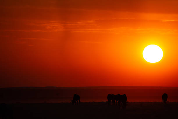 istock Silhouetted gnu antelopes against a red sky from setting sun grazing in Masai Mara, Kenya 1203520055