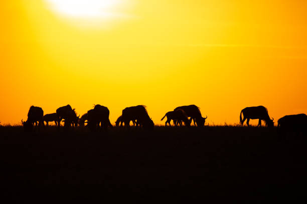 istock Silhouetted gnu antelopes against an orange sky from setting sun grazing in Masai Mara, Kenya 1203520092
