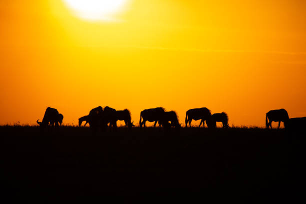 istock Silhouetted gnu antelopes against an orange sky from setting sun grazing in Masai Mara, Kenya 1203520101