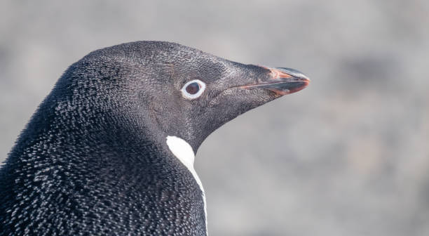 zbliżenie pingwina gentoo w bazie esperanza, stałej argentyńskiej stacji badawczej na półwyspie antarktycznym - esperanza base zdjęcia i obrazy z banku zdjęć