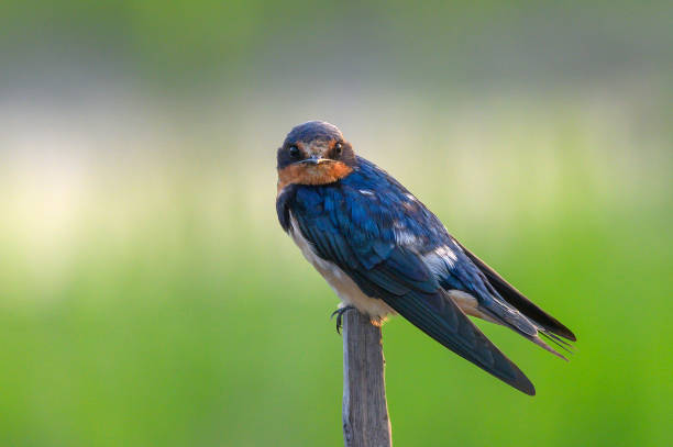 istock Closeup Barn Swallow and  beautiful green background 1203521054