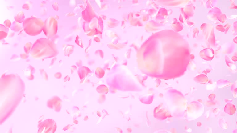 Pink Roses Falling Loop Motion Background 10,800+ Animated Rose Stock Videos and Royalty-Free Footage - iStock