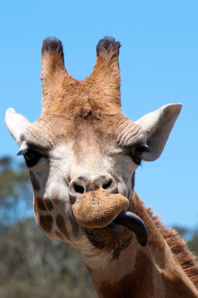 istock Rothschild's giraffe eating with tongue out 1203522454