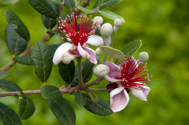 fiori di un acca sellowiana o di un albero di macedonia di frutta - perennial leaf fruit tropical fruit foto e immagini stock