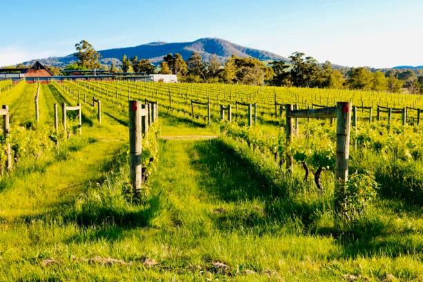 istock Yarra Valley, Australia 1203522787