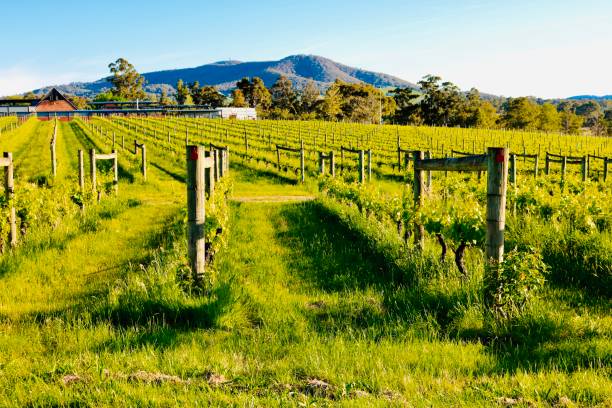Yarra Valley, Australia Yarra Valley is known for its wine and is situated 45 minutes away from Melbourne. mornington peninsula photos stock pictures, royalty-free photos & images