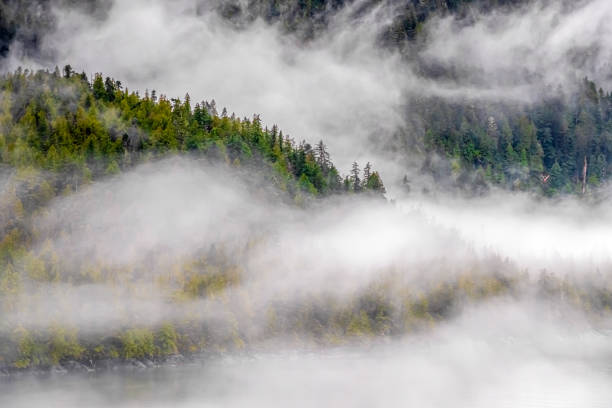 istock Misty Fjord Shoreline, Alaska 1203523540